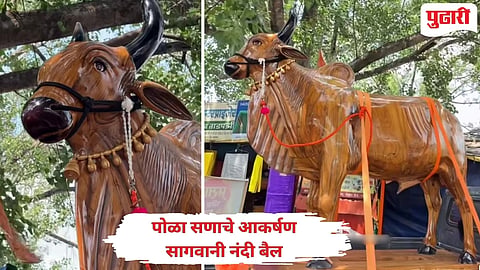 Teakwood Nandi bull