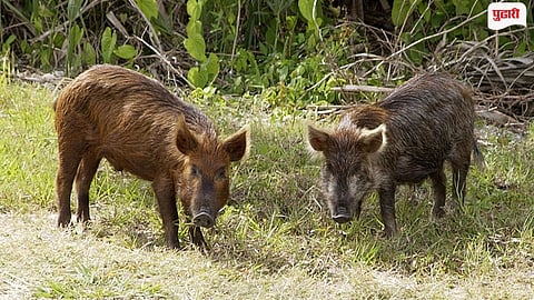Murbad Stray Pigs