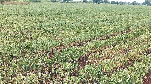 Solapur Rainfall