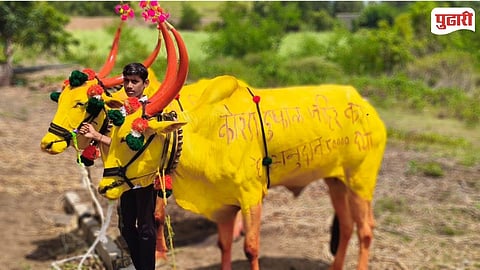 Farmers Crop Loss  Tuljapur 