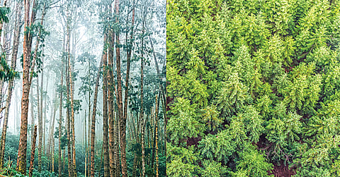 Eucalyptus Pine Trees |