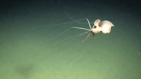 Bigfin Squid 