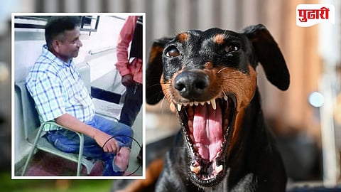 Rabid Dog Attack
