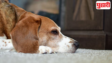 Dog smell cancer research