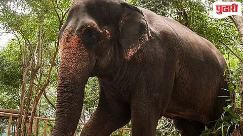 Madhuri Elephant 