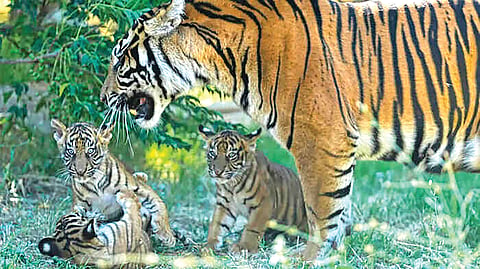Tigress Gives Birth |