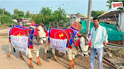 Bail Pola Festival