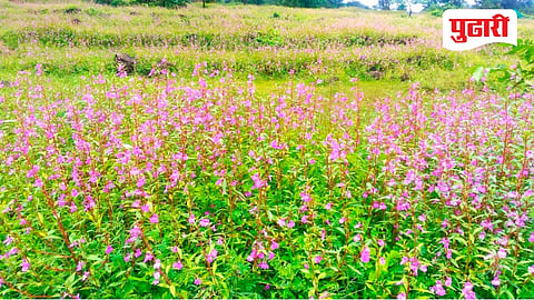 Sudhagad Terda flowers