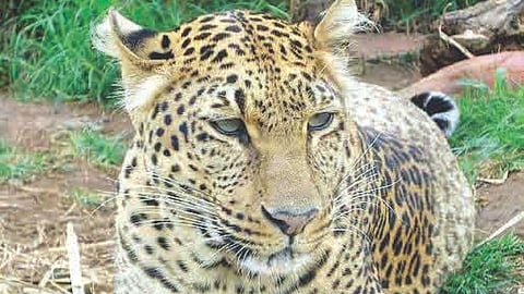 Leopard Rescue