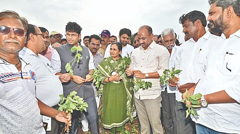 Solapur Drought Situation : माळशिरस, सांगोला, मोहोळ, बार्शी दुष्काळाच्या छायेत
