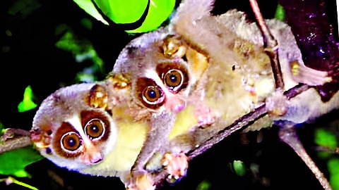 Slender Loris in Tilari 
