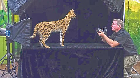 Wildlife Conservation |