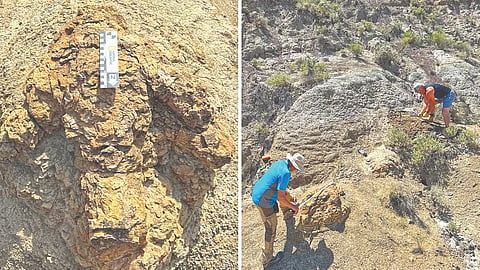 T-Rex Footprints | 