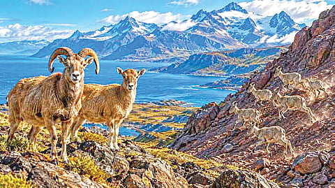 Kerguelen Islands | 