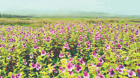 Kas Plateau