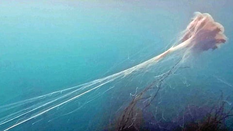 Giant Jellyfish |