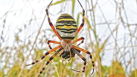 Wasp Spider |