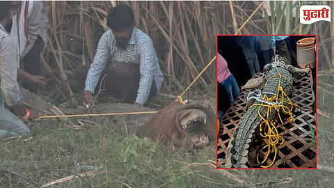  Deoni Sugarcane Field Crocodile Rescue