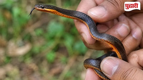 Castro Coral Snake