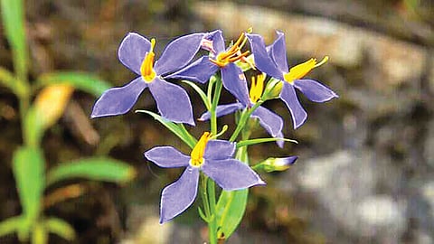 Exacum Loheri Flower |