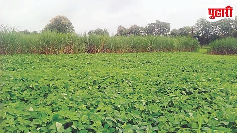 Crops