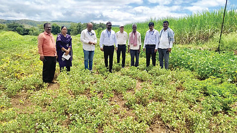 Karad Crop Damage : कराड दक्षिणेतील पिके पाण्याअभावी करपली
