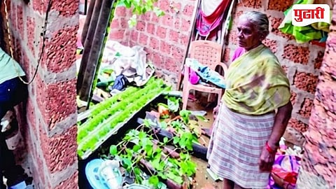 Sawantwadi Sateli Tree Collapse