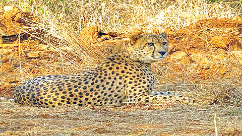 Cheetah Conservation |