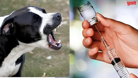 Dog Bite first aid