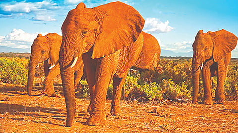 Elephant Intelligence | 