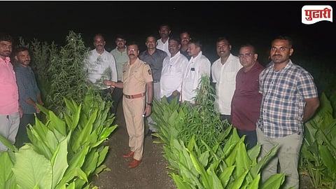 Purna Cannabis Cultivation