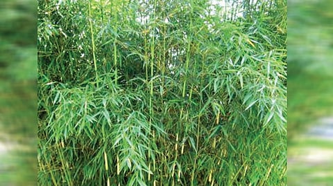 Maharashtra Bamboo Clusters | 