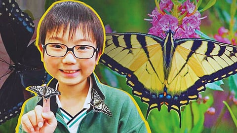 Butterfly Research