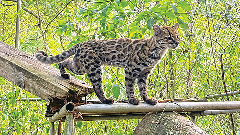 Cat Species