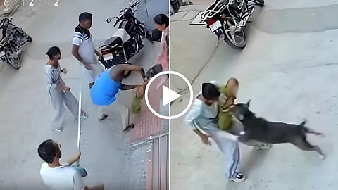 Dog Attack Video