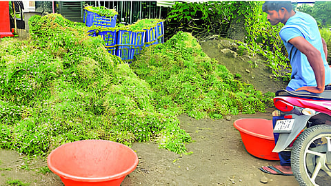 Fenugreek Price Dropped