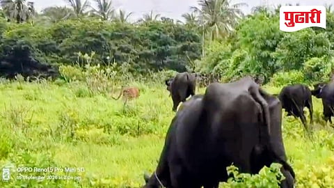 Palghar Leopard Sighting