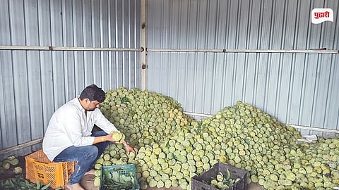 Purandar Custard Apple