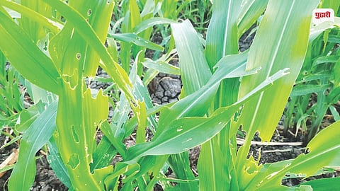 Purandar Farmer Crisis