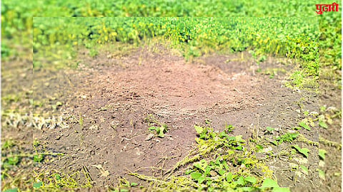Soybean Crops Destroyed