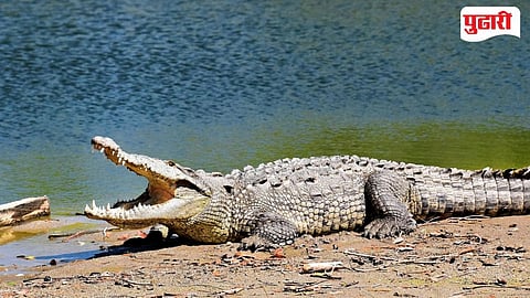 Crocodile Attack