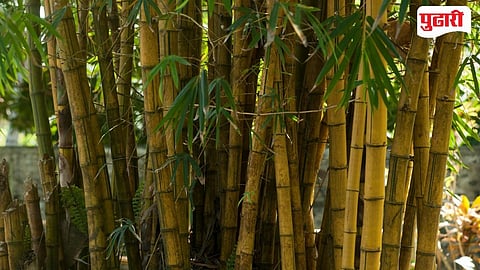 Bamboo Farming | इंजिनिअरिंग सोडून बांबूची शेती! लाखलगावच्या प्रशांत दाते यांनी फुलवले 'हरित सोने'