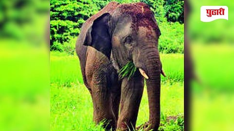 Onkar Elephant