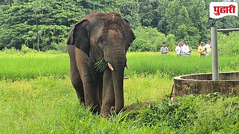 Omkar Elephant