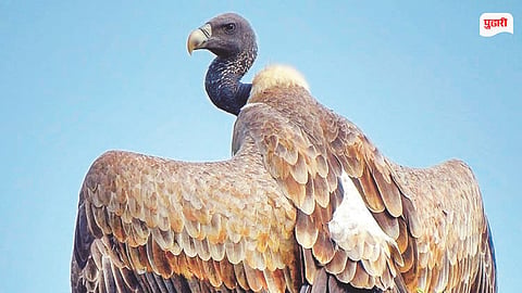 Chirgaon Vulture Conservation