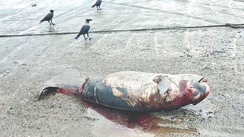 Finless Porpoise