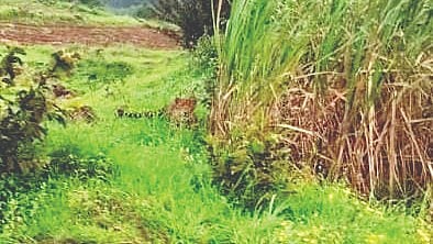Barki Leopard Attack |
