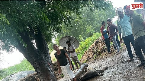 Gangakhed Lightning Strike Buffaloes Death