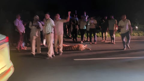 Bhandara Tiger Death : वाहनाच्या धडकेत पट्टेरी वाघ ठार, भंडारा जिल्ह्यातील गडेगावजवळ महामार्गावर भीषण अपघात