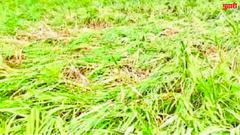 Sugarcane Loss